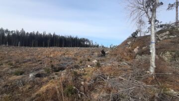 Kuvassa on yksi tutkimusalueista, jossa metsälintujen ääntä tallentava laite on kiinnitetty puuhun. (Kuva: Pavan Chikkanarayanaswamy)