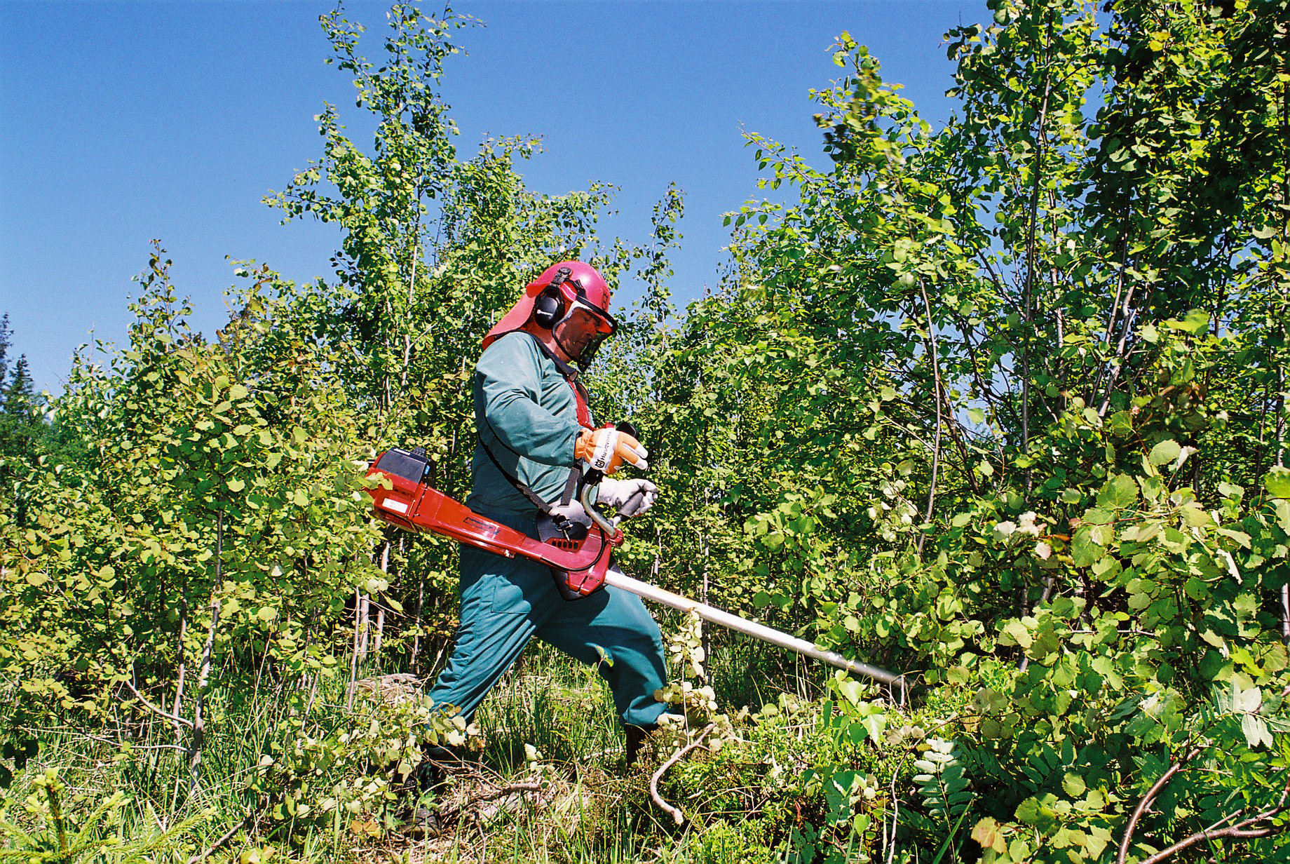 Neuvo vai määräys? Metsäkeskus lähettää kirjeitä pesintäajan hakkuista
