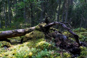 Luonnontilaisessa metsässä on kerroksellisuutta ja monen ikäistä puustoa. Myllysillan tilan metsää. (Kuva: Esko Tuomisto)