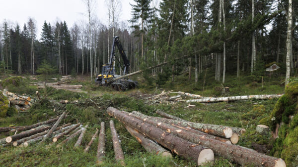 Periaatteessa ennallistamisuhan ei pitäisi koskea talousmetsiä, mutta nekin joutunevat tähtäimeen, Mikko Riikilä arvioi. (Kuva: Seppo Samuli)