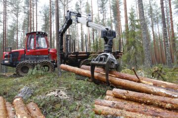 Ostajat tarraavat Pohjois-Pohjanmaalla tällä hetkellä innokkaasti myös mäntytukkiin, vaikka sen kysyntä on muualla massa ollut vaisumpaa. Tämä näkyy myös hinnassa, sillä mäntytukki on Pohjois-Pohjanmaalla selvästi muuta maata kalliimpaa.  Arkistokuva. (Kuvaaja: Sami Karppinen)