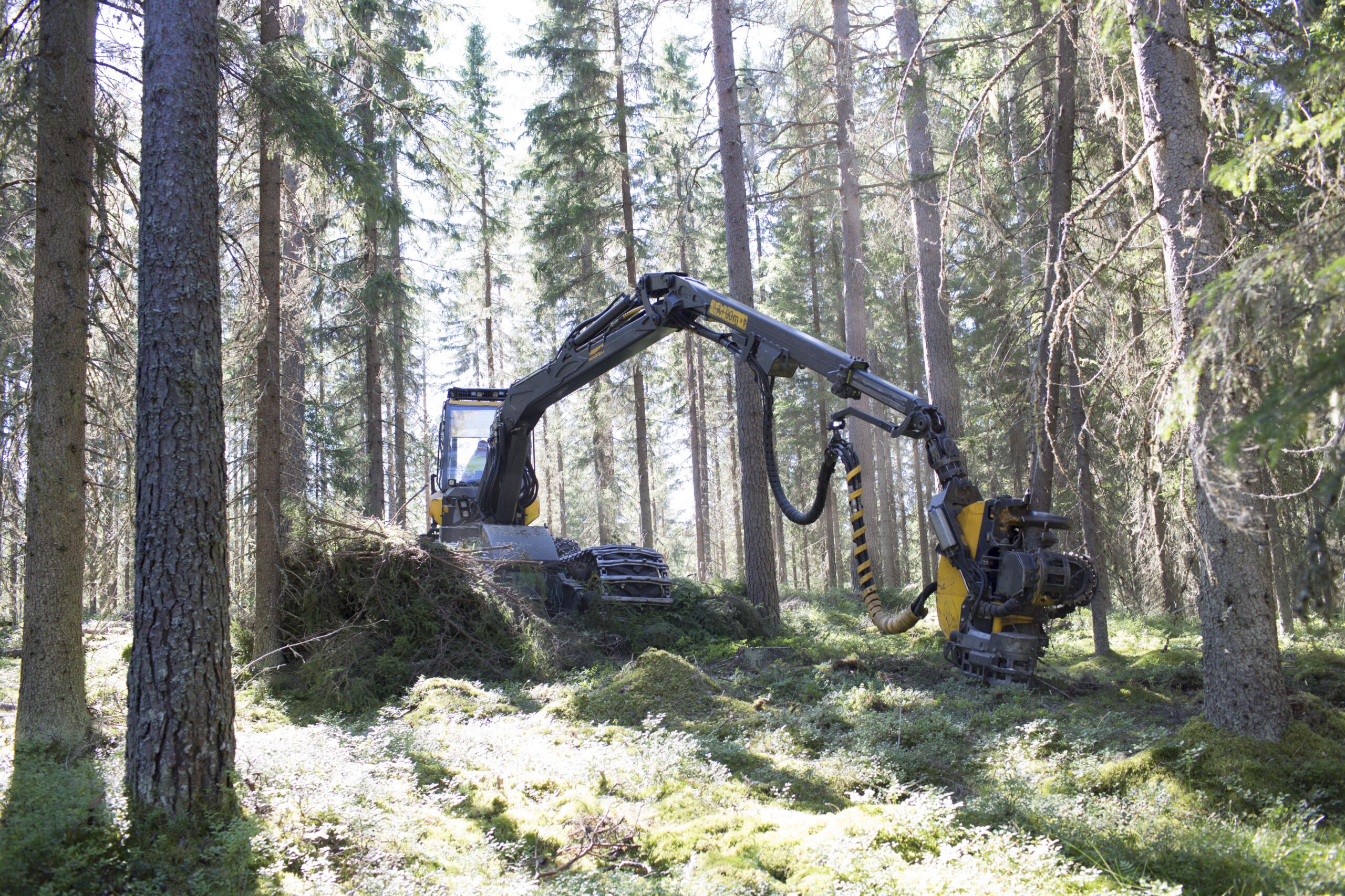 Lakimuutos toi uuden korjuukelpoisuusluokan – ”Vaikuttaa mahdollisesti puun hinnoitteluun”