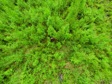 Tutkimustulosten mukaan ikääntyminen ja kaupungistuminen vähentävät omatoimista metsänhoitoa ja lisäävät ostopalveluiden käyttöä.(Kuva: Seppo Samuli)