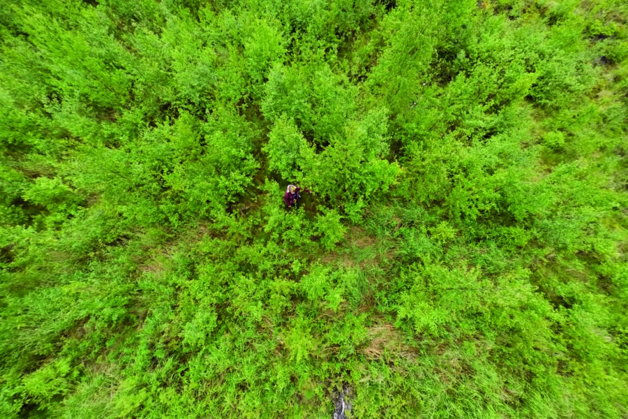 Tutkimustulosten mukaan ikääntyminen ja kaupungistuminen vähentävät omatoimista metsänhoitoa ja lisäävät ostopalveluiden käyttöä.(Kuva: Seppo Samuli)