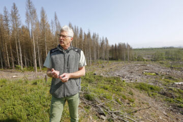 Kirjanpainajan tuhoaman alueen metsänviljely ja taimikon kasvatus vakiintuneeksi maksaa keskimäärin noin 11 600 euroa hehtaarilta, kertoo Ala-Saksin osavaltion metsäviraston lehdistövastaava Michael Rudolph. Kuva on vuodelta 2023. (Kuvaaja: Sami Karppinen)
