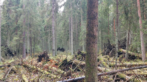 Kouvolan suojelumetsässä on järeitä haapoja ja maapuita. (Kuvaaja: Harri Hölttä)