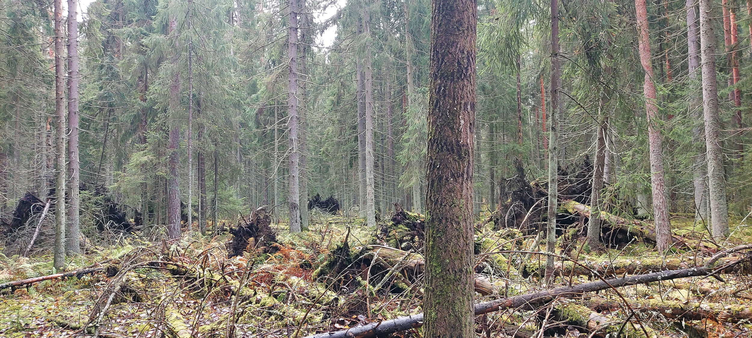 Luonnonperintösäätiö suojelee metsää Kouvolassa ja Mäntyharjulla