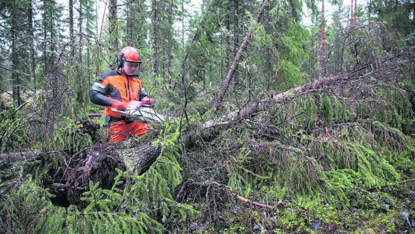 Seija-myrskyn jälkiä korjattiin vuonna 2013.