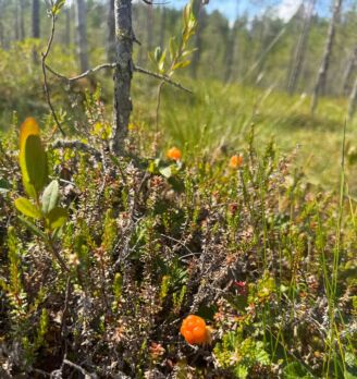 Hilla viihtyy happamilla turvemailla, joissa on riittävästi valoa ja kosteutta. (Kuvaaja: AccelBit Oy)