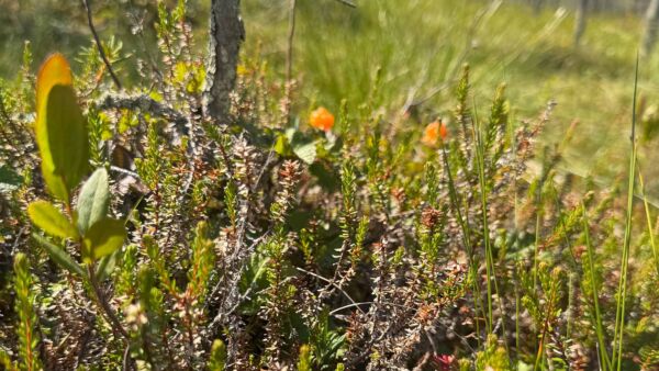 Hilla viihtyy happamilla turvemailla, joissa on riittävästi valoa ja kosteutta. (Kuvaaja: AccelBit Oy)
