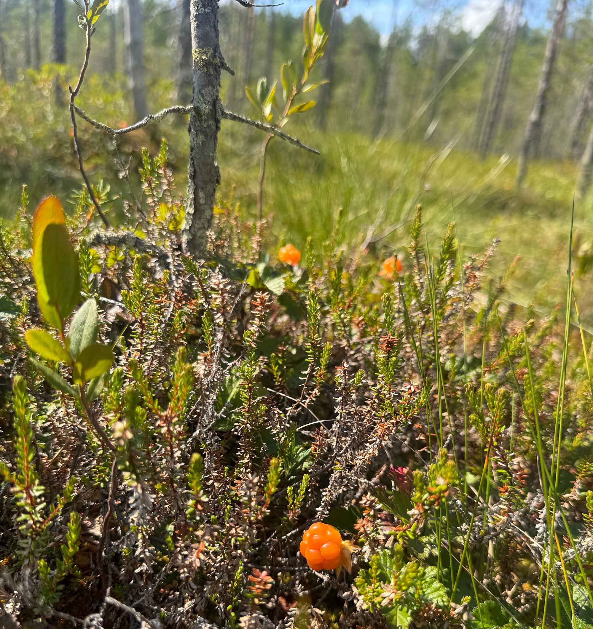 Karttaselaimen uusi kartta näyttää hillalle sopivat kasvupaikat