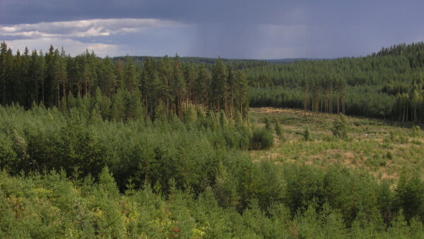 Suomessa metsäkuviot ovat pieniä, mikä osaltaan estää metsäpalojen nopeaa leviämistä. (Kuvaaja: Harri Menna)