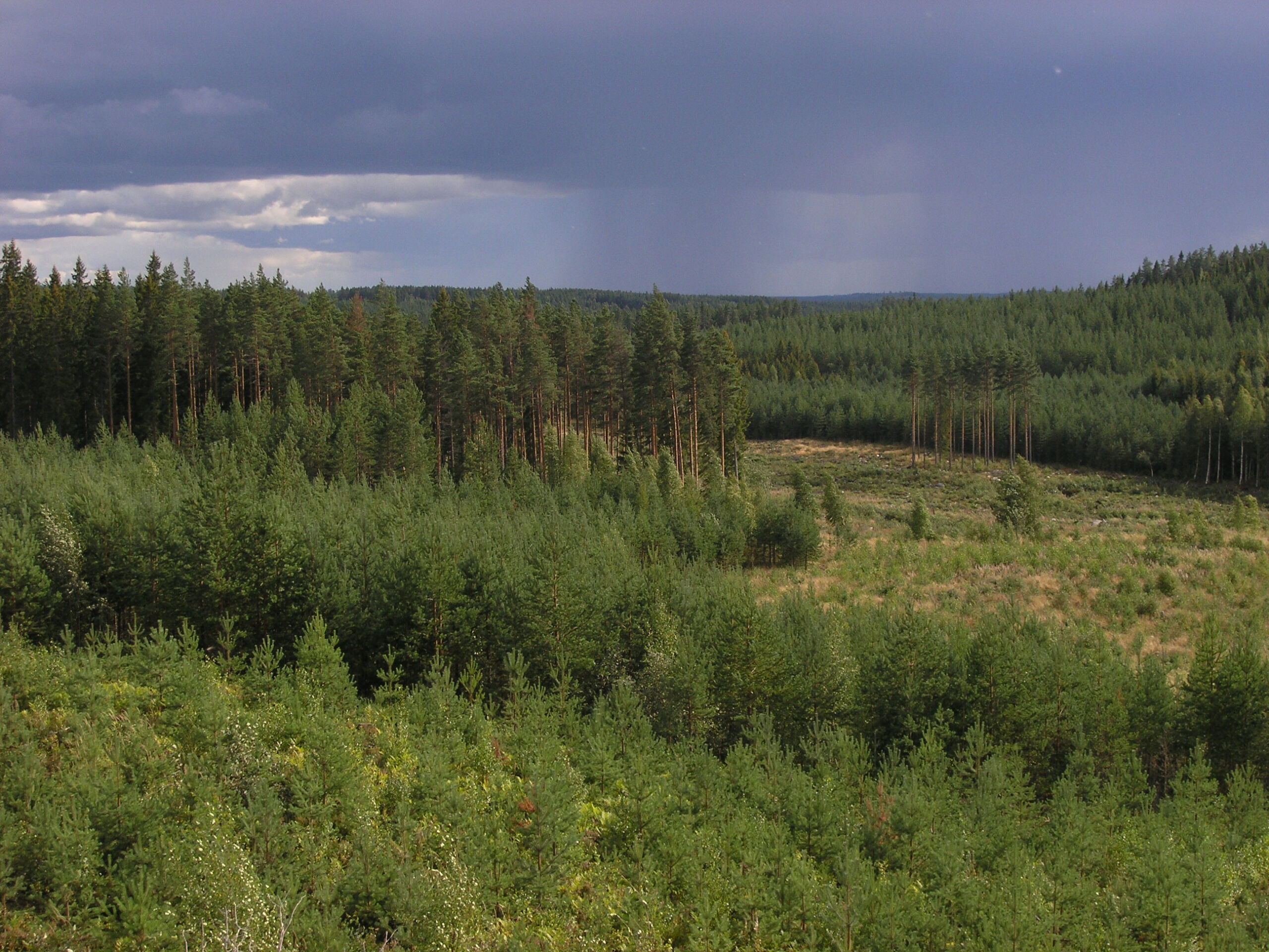 Yle: Jatkuva kasvatus voi altistaa metsäpaloille