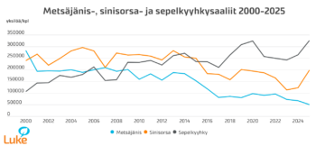 Sepelkyyhkyjä metsästettiin viime vuonna ennätysmäärä. (Kuvaaja: Luke)