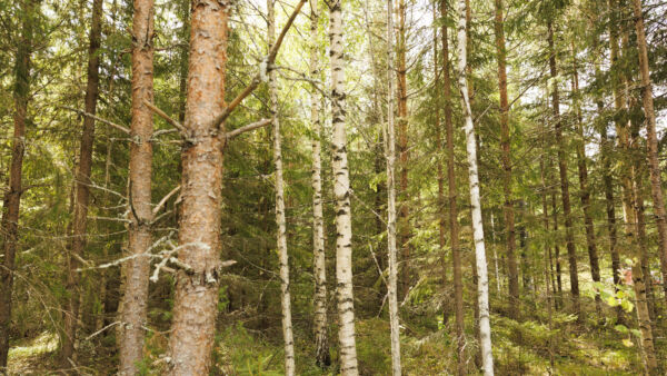 Ensiharvennusta odottava kuusi-mänty-koivusekametsä