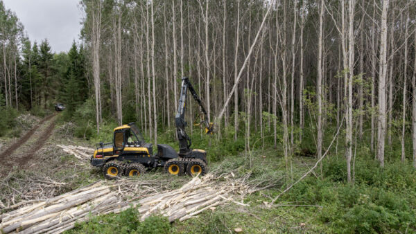 Padasjoella korjattiin vuonna 2004 perustettua hybridihaavikkoa energiapuuksi elokuun alussa. Hehtaarikertymä oli yli 300 kuutiota.  Kuva: Aku Mattila Visuals