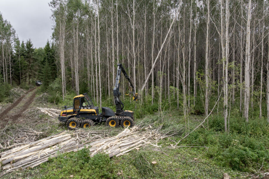 Padasjoella korjattiin vuonna 2004 perustettua hybridihaavikkoa energiapuuksi elokuun alussa. Hehtaarikertymä oli yli 300 kuutiota.  Kuva: Ari Mattila Visuals