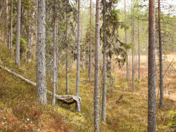 Kokkolammen metsä on Luonnonperintösäätiön kolmas suojelualue Nurmeksessa. (Kuva: Ari-Pekka Auvinen)