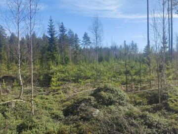 Runsas taimikoiden osuus painoi kohteen hehtaarihinnan keskimääräistä alhaisemmaksi. Keskimäärin Keski-Suomessa on maksettu metsähehtaarista yli 6 000 euroa, tällä kohteella hinta oli 3 435 euroa hehtaarilta. 