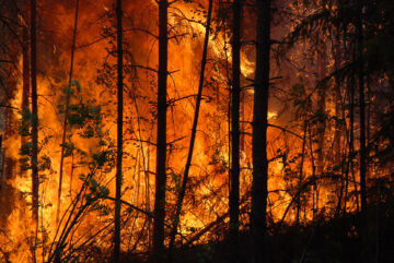 Jos tuli pääsee leviämään puiden latvuskerrokseen, sen leviämisen estäminen muuttuu hankalaksi. Suomessa latvapalot ovat harvinaisia. (Kuvaaja: Mikko Häyrynen)
