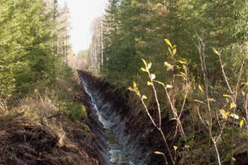 Metsäalalla pelätään, että EU:n ennallistamisasetuksen heikentämättömyysvelvoite ja siihen liittyvä ekologinen kompensaatio käytännössä lopettavat suometsätalouden. (Kuvaaja: Mikko Riikilä)