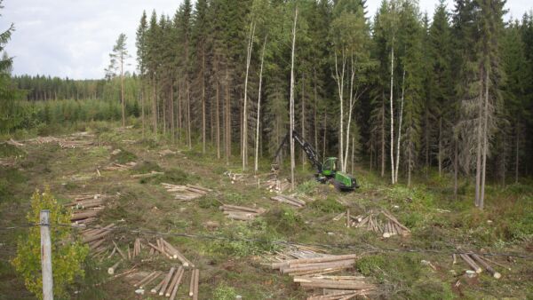 Metsätilakauppa käy varsin vilkkaasti, mutta ostajat valikoivat kohteita aiempaa tarkemmin. Välittömät hakkuumahdollisuudet lisäävät ostajien kiinnostusta merkittävästi. Arkistokuva.
