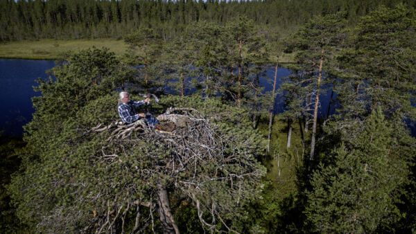 Paltamolainen biologi Vesa Hyyryläinen on seurannut kainuulaisia sääksiä vuosituhannen alusta asti. (Kuvaaja: Juha Metso)