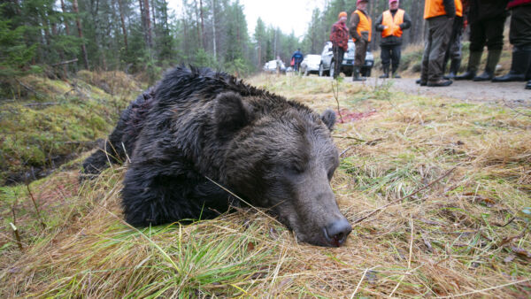 Karhujahti on edennyt vauhdikkaasti. Poronhoitoalueen eteläpuolisella alueella poikkeusluvin on metsästetty jo lähes sata karhua. Eilen sunnuntaina Kannonkoskella Keski-Suomessa kaadettiin yksi karhu. Kuvan karhu on kuvattu samaisessa pitäjässä vuonna 2013.  (Kuvaaja: Sami Karppinen)