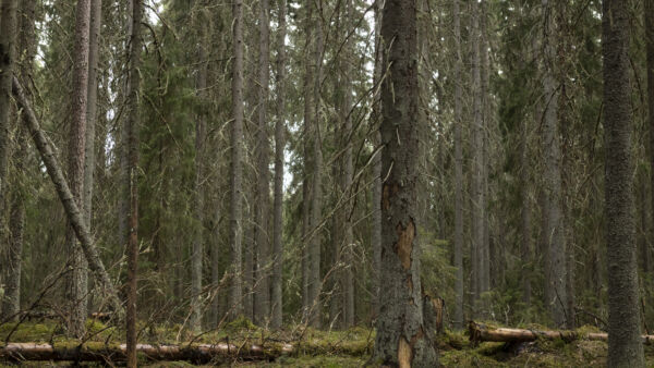 Metsänomistajalle selvisi, että määräaikaisiin suojeluohjelmiin kuuluvia metsiä ei voi vakuuttaa. Arkistokuva. (Kuvaaja: Laura Vesa)