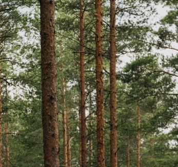 Timberjaska