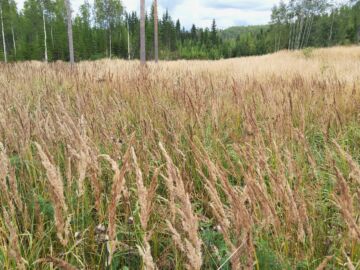 Koko maan metsämaan keskihinta oli 4 911 euroa hehtaarilta. (Kuva: Hannu Liljeroos)