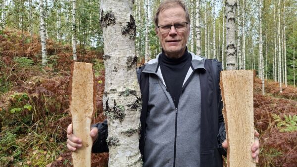 Pekka Valkeapää visakoivikossaan Vihdissä. Pystyssä oleva visakoivu on klooninimeltään Kuhmoinen ja erittäin suorarunkoinen. Vasemmalla sahattuna tunnetuinta visakoivukloonia eli Hartolan kuningatarta. Oikealla Kerimäki-visakoivun kuviota sahauspinnassa. (Kuvaaja: Valtteri Skyttä)