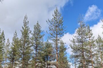Rovaniemen seudulla männyt ovat monin paikoin pudottaneen tämänvuotiset neulasensa. Ilmiö näkyy paikoin yhtä voimakkaana kuin kaksi vuotta sitten. (Kuvaaja: Kari Pasanen)