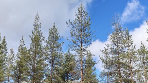 Rovaniemen seudulla männyt ovat monin paikoin pudottaneen tämänvuotiset neulasensa. Ilmiö näkyy paikoin yhtä voimakkaana kuin kaksi vuotta sitten. (Kuvaaja: Kari Pasanen)