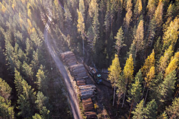 Metsäteollisuuden mukaan kuolinpesät myyvät keskimäärin viidenneksen vähemmän puuta kuin muut metsänomistajat.