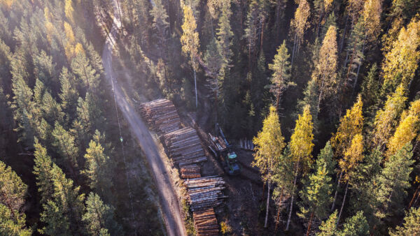 Metsäteollisuuden mukaan kuolinpesät myyvät keskimäärin viidenneksen vähemmän puuta kuin muut metsänomistajat.