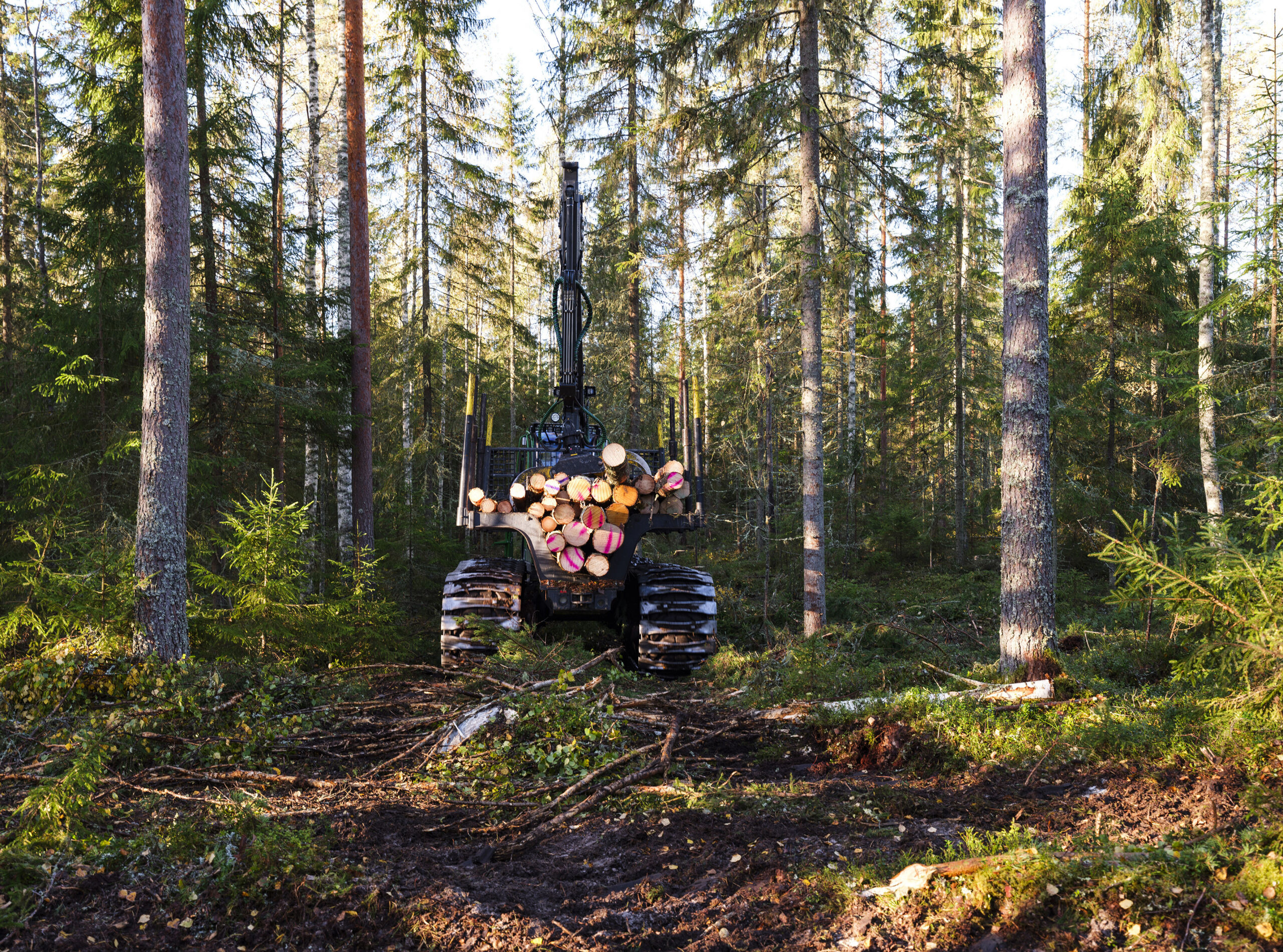 Riikilä | Ilmoitusvelvollisuus oli liikaa, luontojärjestöt älähtivät metsälain uudistamisesta
