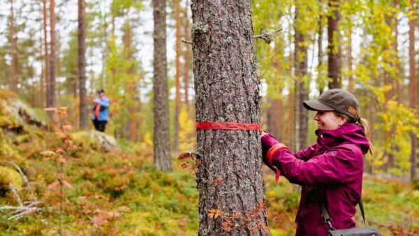 Tornatorin suunnitteluasiantuntijan paikkaa Keski-Suomessa haki noin sata hakijaa, kun kolme vuotta sitten hakijoita ei ollut ensimmäistäkään. Arkistokuva. (Kuvaaja: Marianne Ahonen Photography)