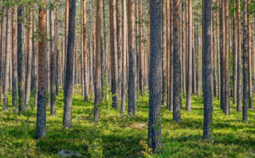 Puustoinen metsä