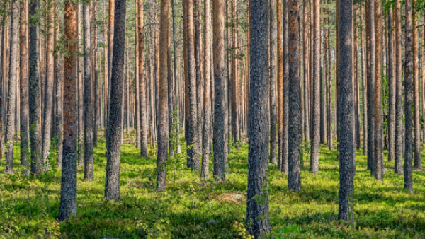 Puustoinen metsä