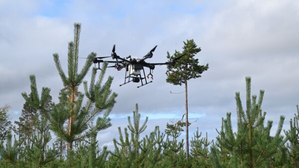 Ruiskutusdroonia testattiin Kuusamon yhteismetsässä syyskuun alussa. (Kuvaaja: Metsäkeskus)