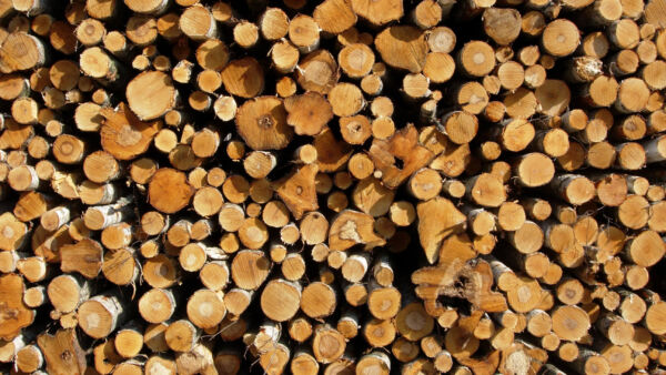 Metsä Group aikoo käyttää Kuutio.fi-palvelua puukaupoissa edelleen. (Kuva: Mikko Häyrynen) (Kuvaaja: Mikko Häyrynen)