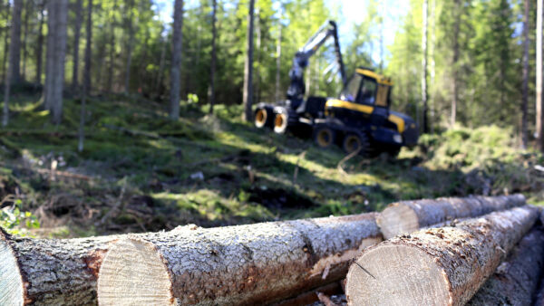 Kuusitukki jatkaa puumarkkinan veturina, mutta myös koivun kysyntä on jälleen virinnyt. Ostajat yrittävät käynnistää puukauppaa tarjoamalla muun muassa hintatakuita tai tavallista muhkeampia ennakkomaksuja. Metsänomistajan tehtäväksi jää päättää, onko nyt oikea aika puukaupalle. (Kuvaaja: Sami Karppinen)