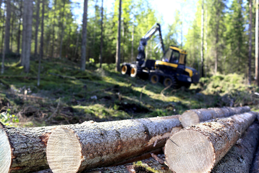 Kuusitukki jatkaa puumarkkinan veturina, mutta myös koivun kysyntä on jälleen virinnyt. Ostajat yrittävät käynnistää puukauppaa tarjoamalla muun muassa hintatakuita tai tavallista muhkeampia ennakkomaksuja. Metsänomistajan tehtäväksi jää päättää, onko nyt oikea aika puukaupalle. (Kuvaaja: Sami Karppinen)