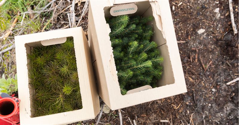 Metsä Group: Sekaviljelyn suosio vahvassa kasvussa, kuusen istutuksessa iso pudotus