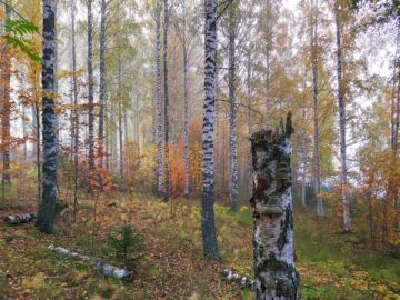 Tänä vuonna hintaseurantaan on kirjattu yhteensä 1 302  tilakauppaa. (KUva: Hannu Liljeroos)