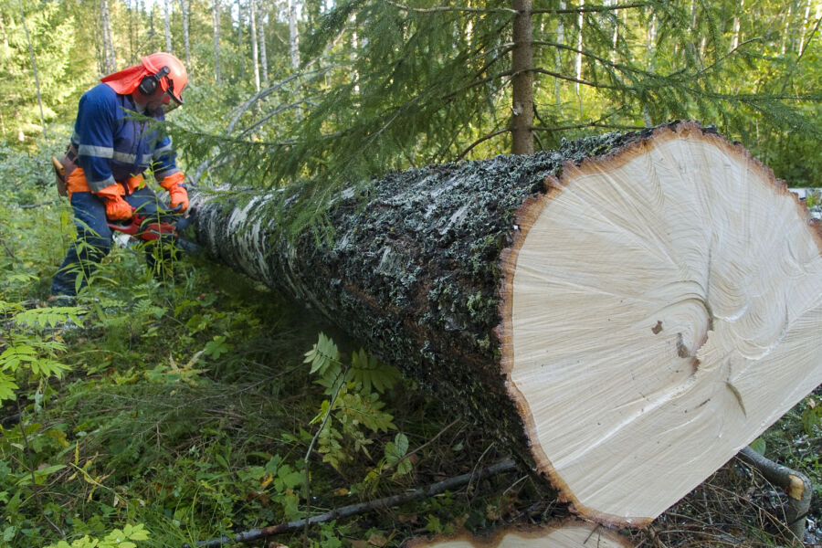 Koivun erikoistyvellä on käytännössä aina hyvä kysyntä, mutta viime aikoina koivutukilla on ollut muutenkin hyvä kysyntä. (Kuvaaja: mikko riikilä)