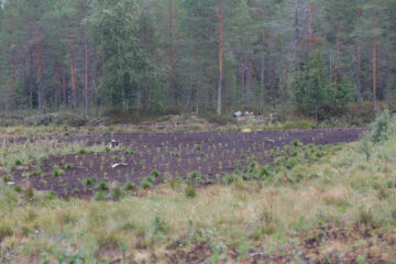 metsitystä
