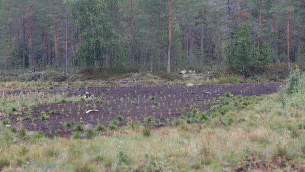 metsitystä