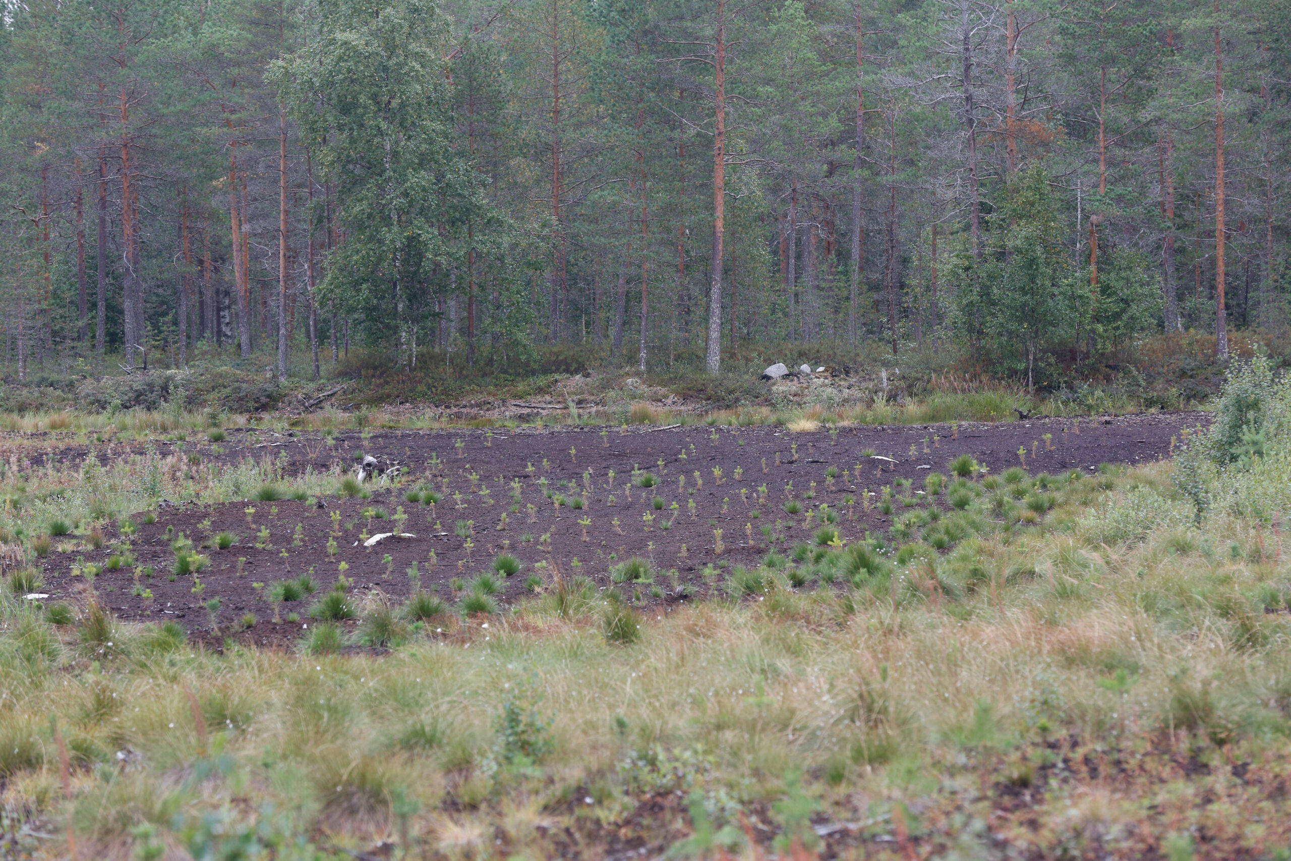 Metsitystuki tulee taas, ”Isoa muutosta ei ole suunnitteilla”